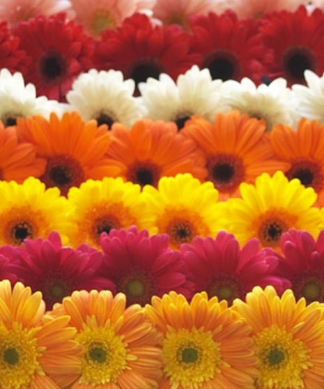 10 Stem bunch of Gerbera Daisies 