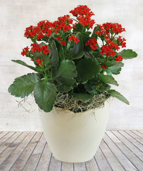 Kalanchoe Plant