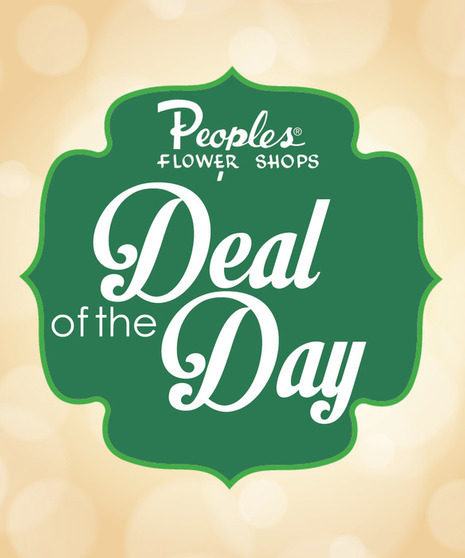 Deal of The Day