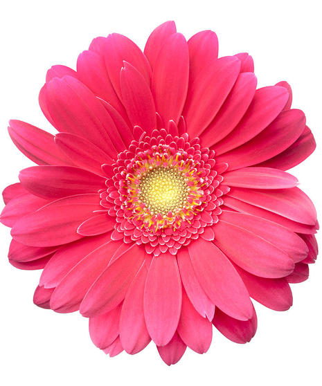 Gerbera Daisies Packaged Flowers