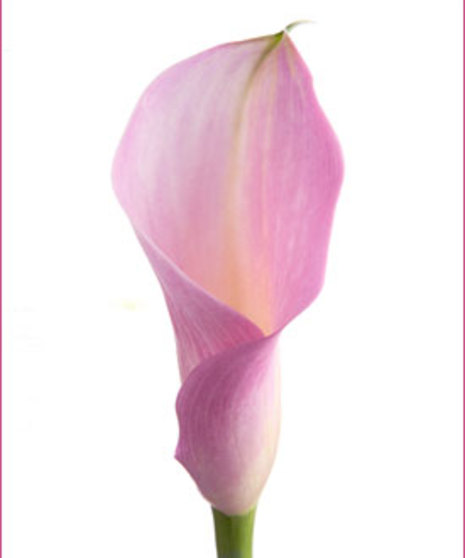 10 Stem bunch of Calla Lily Mini 