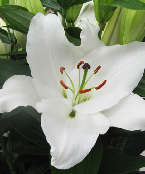 10 Stem bunch of Oriental Lilies