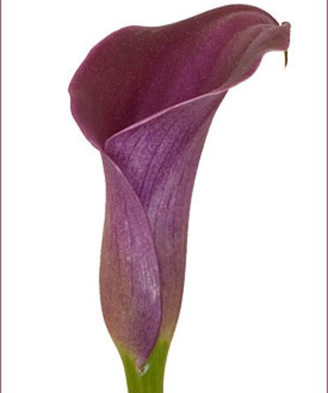 10 Stem bunch of Calla Lily Mini 