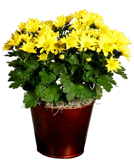 Mum Plant
