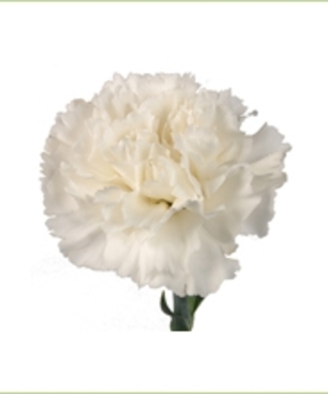 25 Stem bunch of Carnations