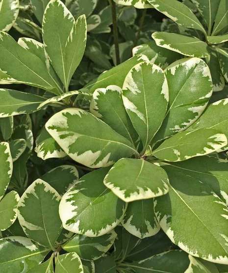 Pittosporum Variegated  Packaged Flowers