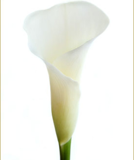10 Stem bunch of Calla Lily Mini 